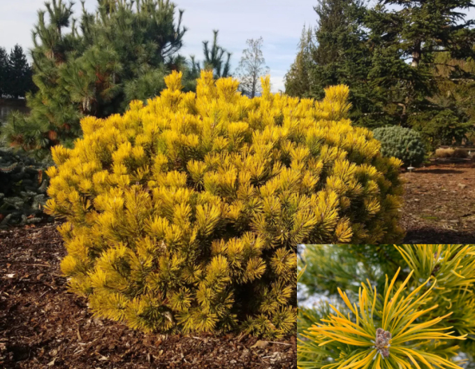 Borovica horská ´Wintergold´