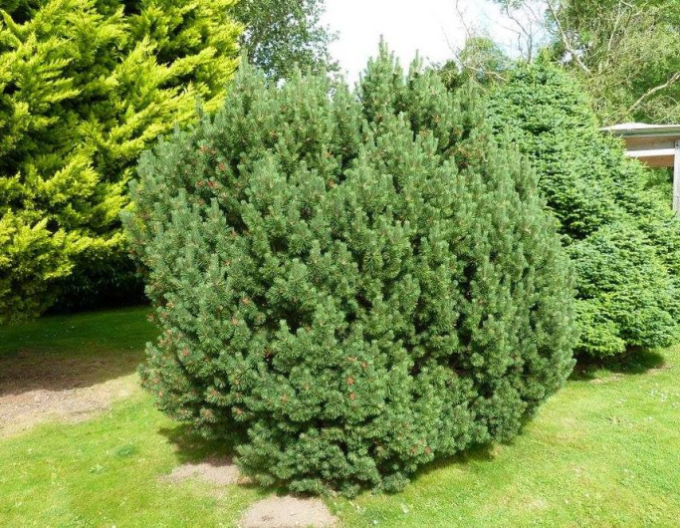 Smrek balkánsky ´Nana´
