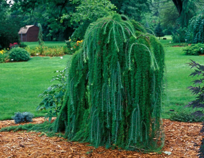 Smrekovec opadavý (japonský) ´Varley Pendula´ na kmienku