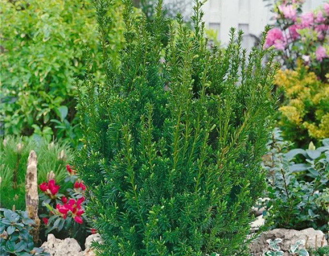 Tis prostredný ´Hillii´