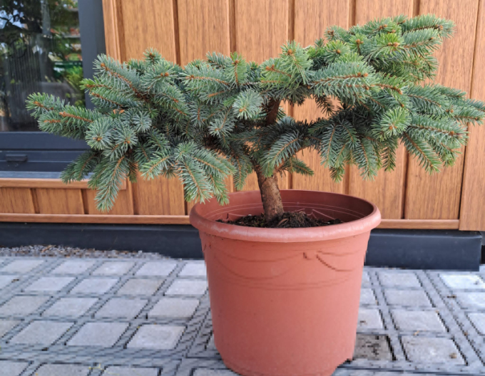 Smrek pichľavý ´Nidiformis Kalouš´