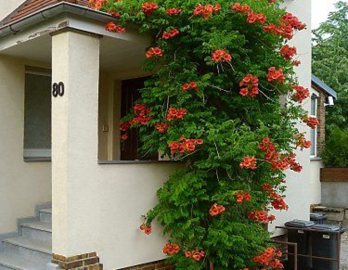 Trubkovec ´Madame Galen´