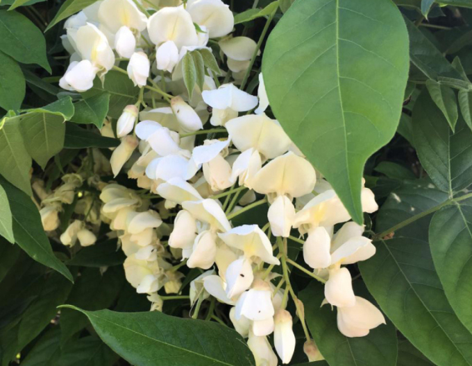 Vistéria vznešená ´White Silk´