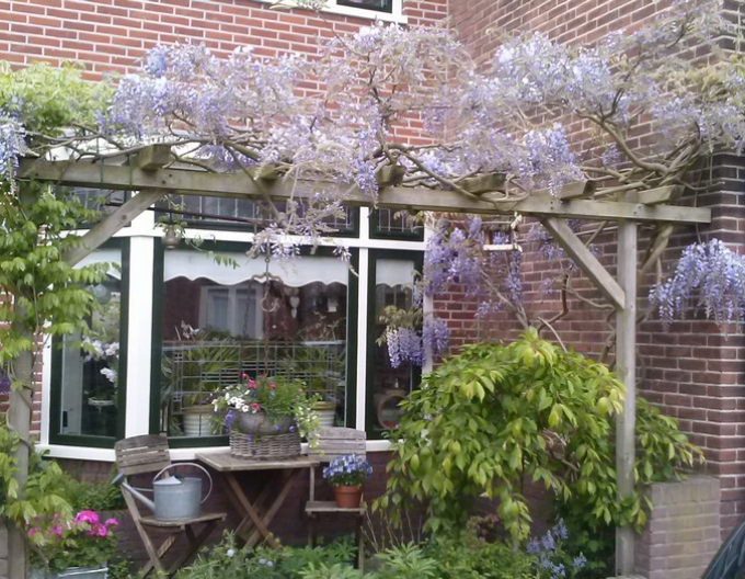 Vistéria kvetnatá ´Issai´