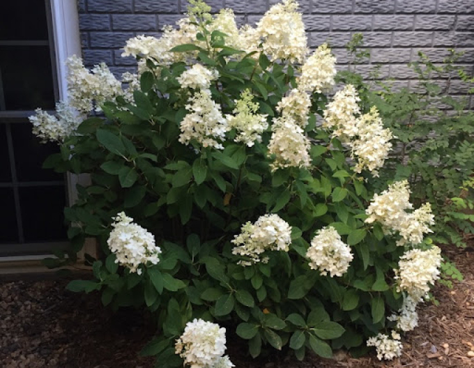 Hortenzia metlinatá ´Little Alf´