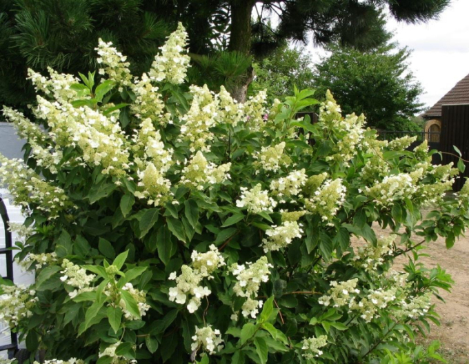 Hortenzia metlinatá ´Unique´