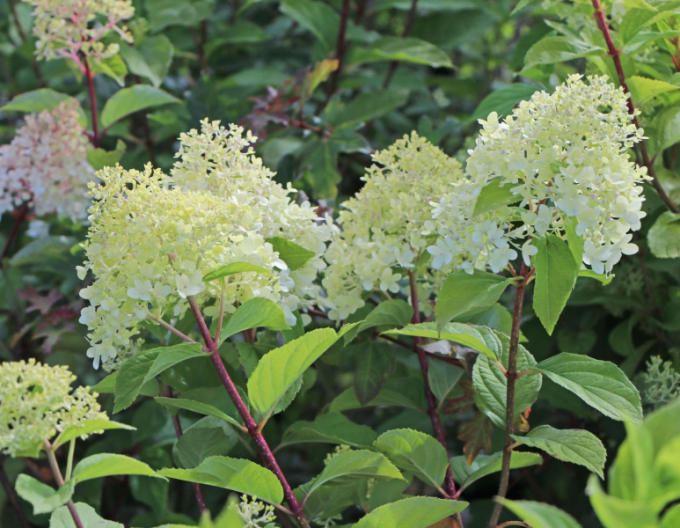 Hortenzia metlinatá ´Unique´