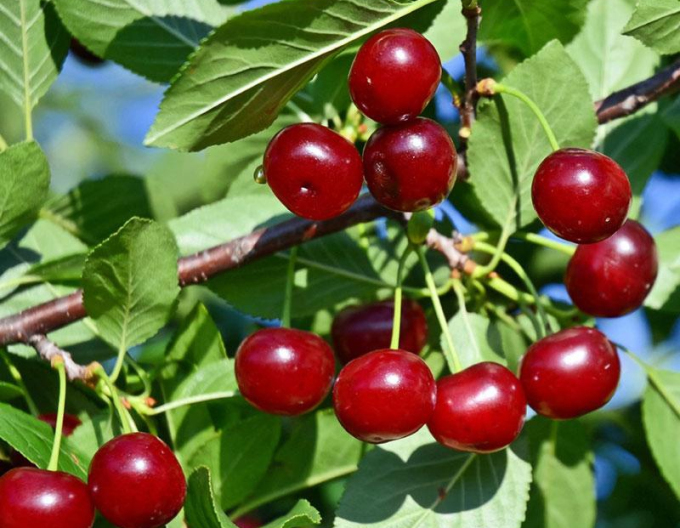 Višňa kríková ´Carmine Jewell´ 5l