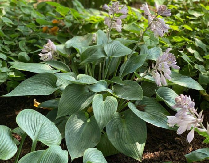 Hosta  ´Halcyon´