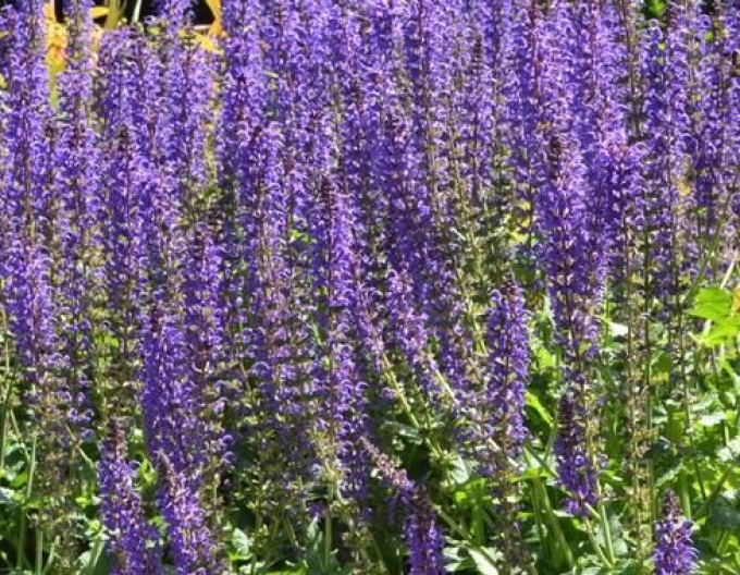 Šalvia hájna ´Mainacht´