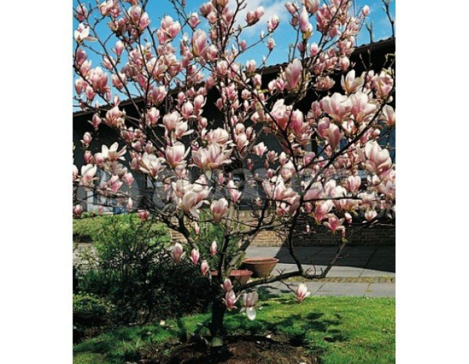 Magnólia ´Satisfaction´