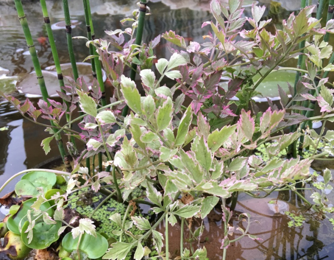 Halucha dutá ´Flamenco´