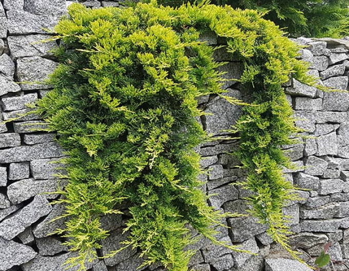 Borievka rozprestretá ´GOLDEN CARPET´