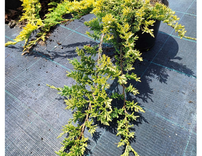 Borievka rozprestretá ´GOLDEN CARPET´