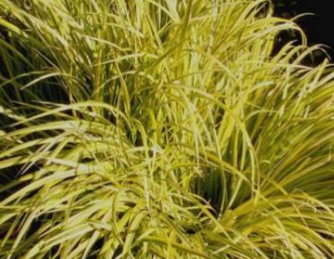 Puškvorec trávolistý ´Golden Delight´ 9x9