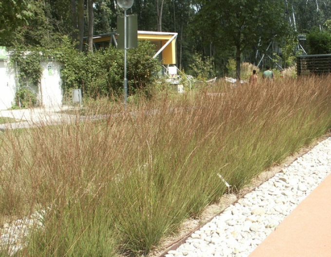 Bezkolenec "Edith Dudszus"