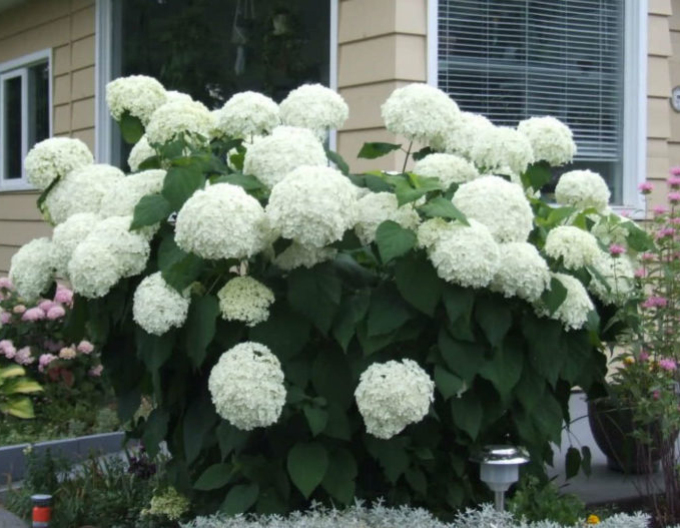 Hortenzia stromčekovitá ´Anabelle´ 9x9