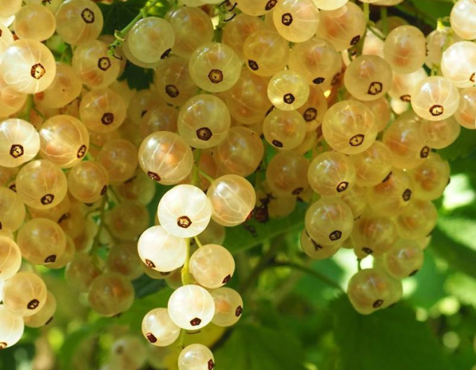 Ríbezľa biela "Biely versaillský" STROMČEKOVÁ, kont. 2l