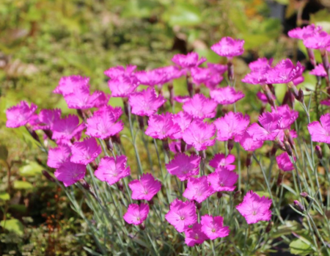 Klinček ´Amarant´