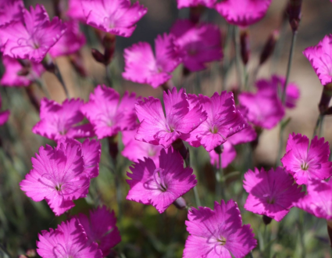 Klinček ´Amarant´