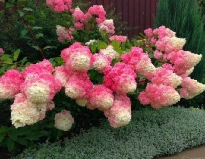 Hortenzia metlinatá ´Fraise Melba´ na kmienku