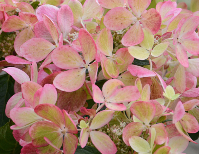 Hortenzia metlinatá ´Pastelgreen´