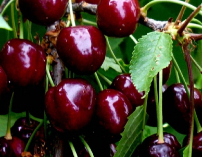 Čerešňa ´Burlat´ skorá, podp. Gisela5, voľnok.