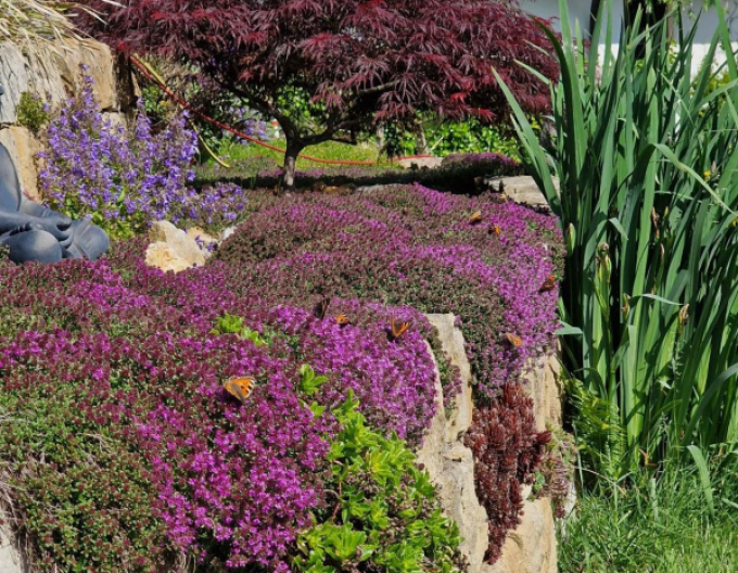 Materina dúška ´Red Carpet´