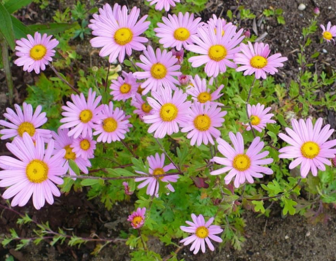 Chryzantéma ´Clara Curtis´