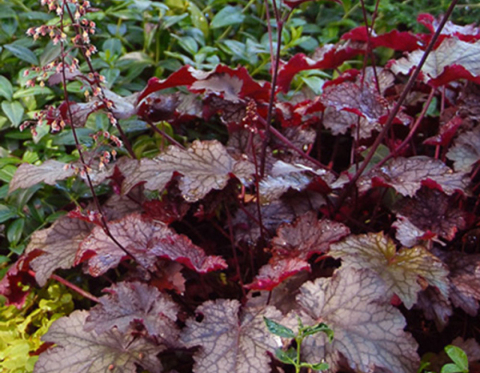 Heuchera Palace Purple