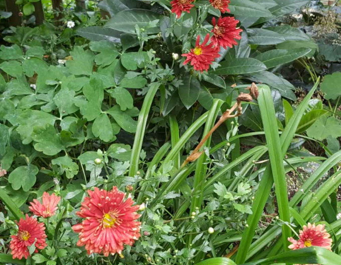 Chryzantéma ´Red Velvet´