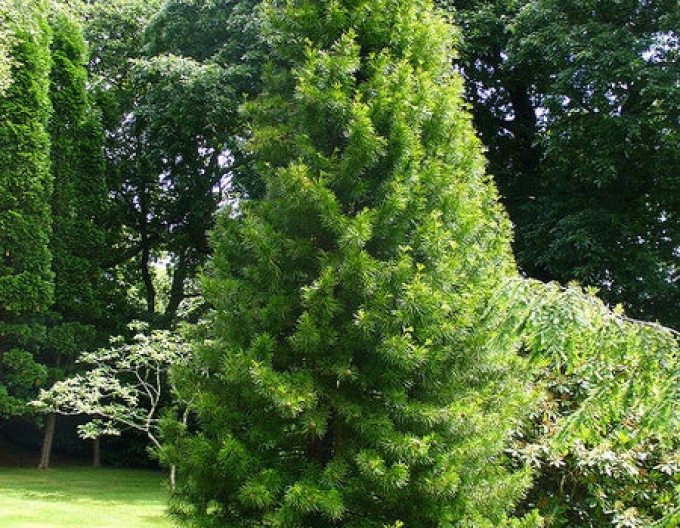 Dáždnikovec praslenovitý  100/125cm