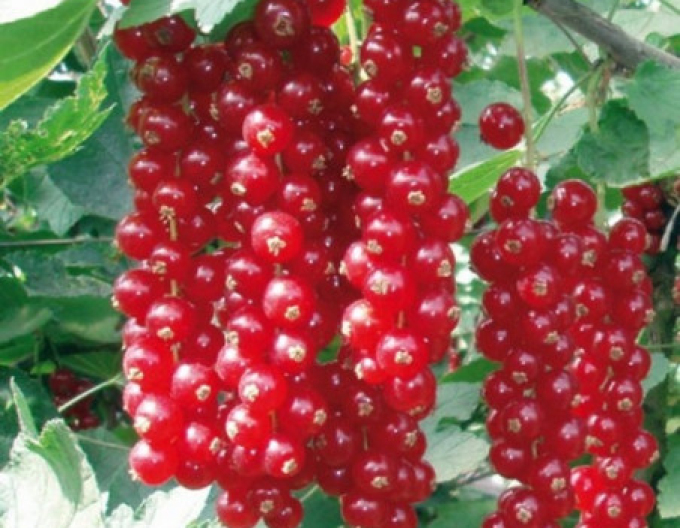 Ríbezľa červená ´Jonkheer van Tets, Stromčeková, voľnok