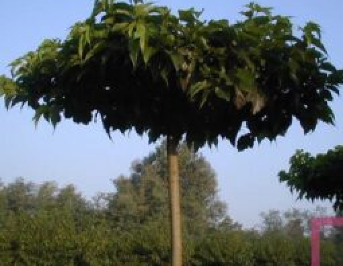 Moruša platanolistá ’Fruitless’