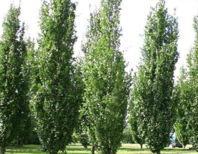 Buk lesný ´Dawyck ´