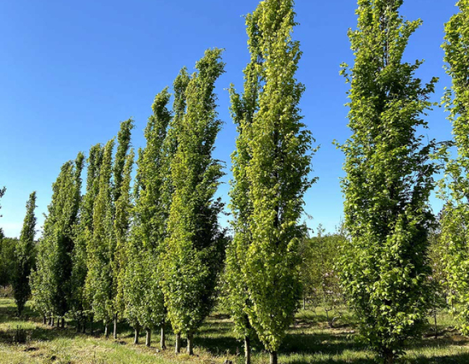 Buk lesný ´Dawyck ´