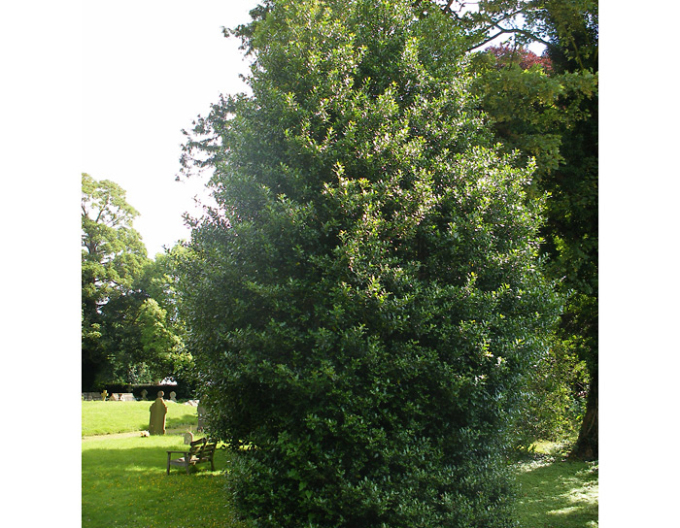 Cezmína ostrolistá