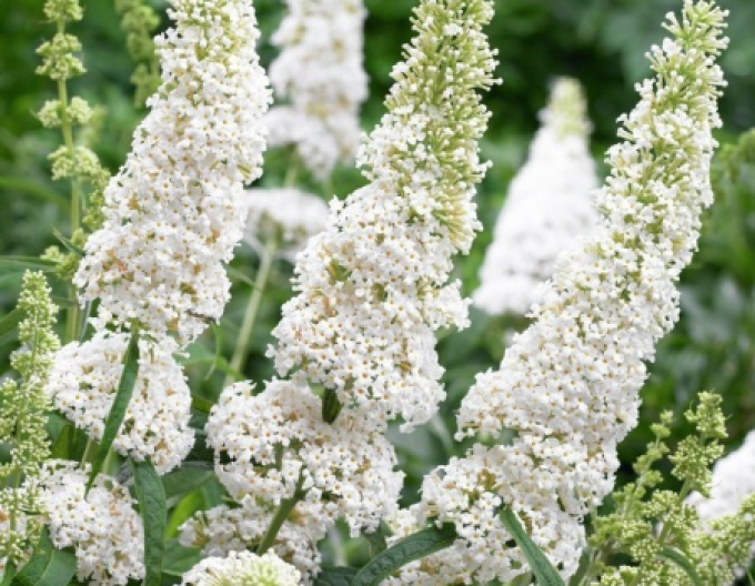 Budleja davidii ’White Profusion´