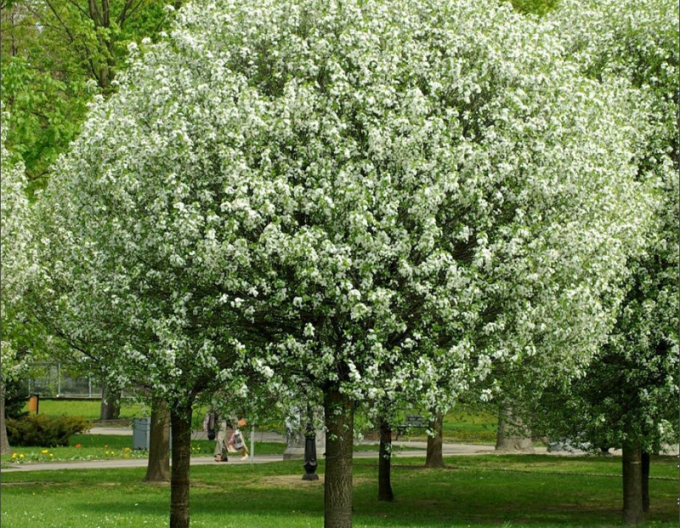 Čerešňa krovitá ´Umbraculifera´ na kmienku 180cm