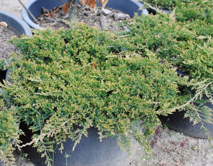 Borievka ´Wiltonii´