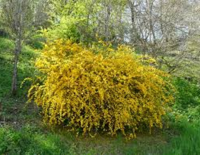 Kéria japonská ´Pleniflora´