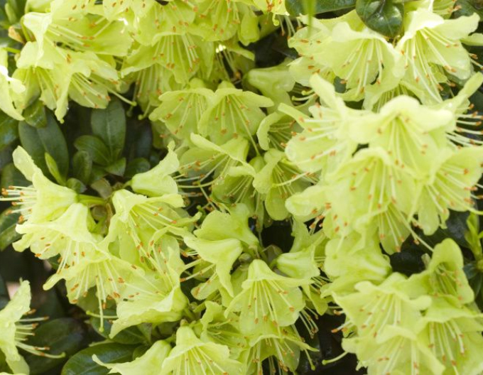 Rododendrón ´Princess Anne´