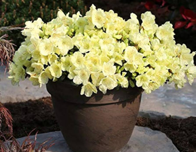 Rododendrón ´Wren´