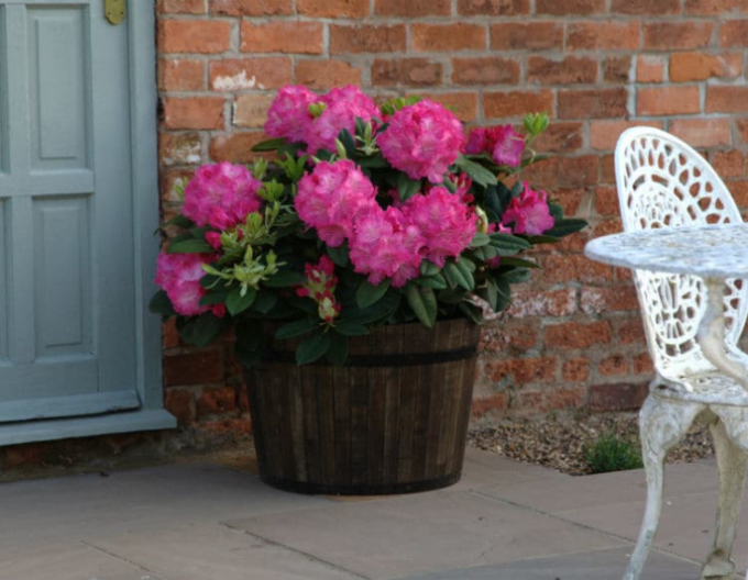 Rododendron  "Germania"