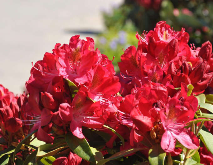 Rododendrón ´Junifeuer´