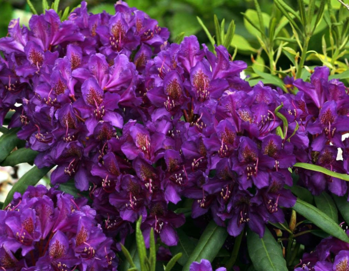 Rododendrón ´Marcel Menard´