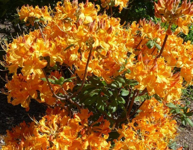 Azalka veľkokvetá ´Klondyke´