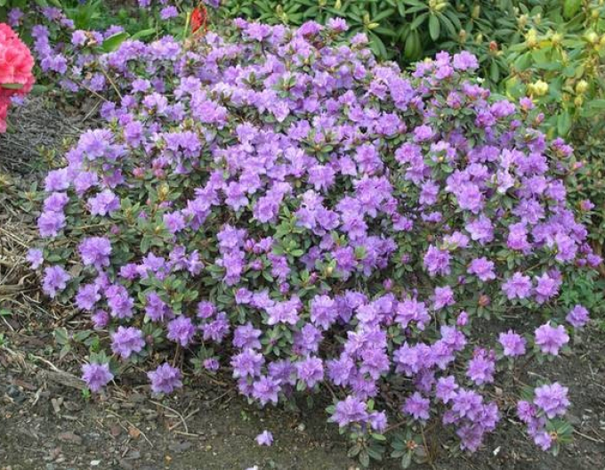 Rododendrón ´Ramapo´