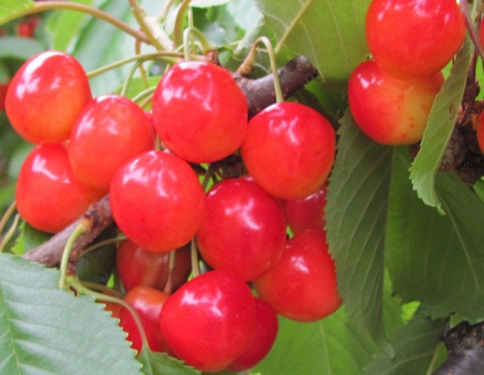 Višňa ´Kráľovná hortenzia´, podp. Gisela5, kont. 5l