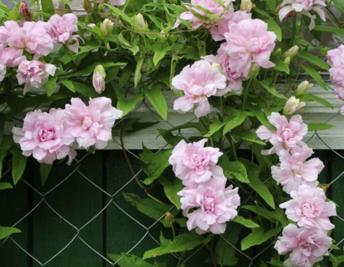 Opletník brečtanolistý ’Multiplex’